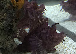 Fakieh Aquarium