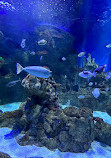 Fakieh Aquarium