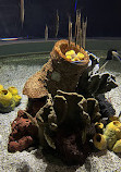 Fakieh Aquarium