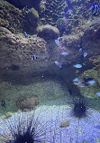 Fakieh Aquarium