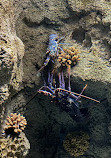 Fakieh Aquarium