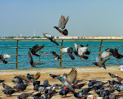 Middle Corniche Park