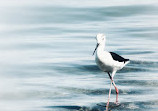 Middle Corniche Park