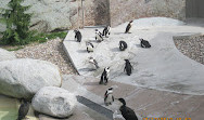 Toronto Zoo