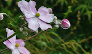 Toronto Botanical Garden