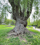 Toronto Botanical Garden