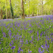 Antony Woodland Garden