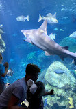 Tennessee Aquarium