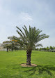 Al Safia Park