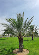 Al Safia Park