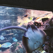 Aquarium