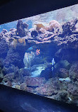 Aquarium