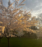 Trinity Bellwoods Park