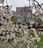 Trinity Bellwoods Park