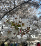 Trinity Bellwoods Park