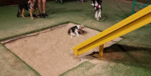 Bark Park