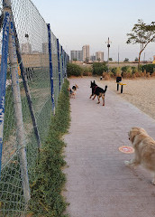 Dog Park