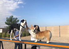 Dog Park