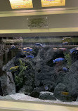 Belle Isle Aquarium