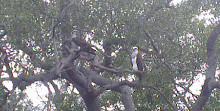 Parco ambientale dell'insenatura di Tallebudgera