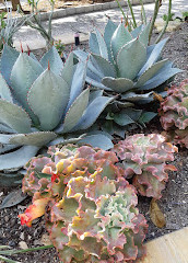 Gold Coast Regional Botanic Gardens