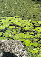 Gold Coast Regional Botanic Gardens