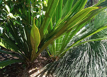 Gold Coast Regional Botanic Gardens