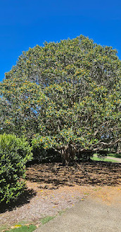 Amici dei giardini botanici regionali della Gold Coast