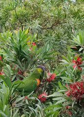 Amici dei giardini botanici regionali della Gold Coast