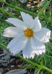 Amici dei giardini botanici regionali della Gold Coast