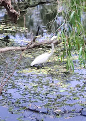 Amici dei giardini botanici regionali della Gold Coast