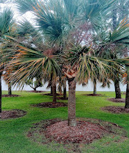 Parque de la isla Chevron