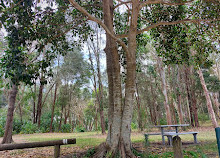 Robina Common Fenced Agility Dog Park