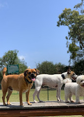 Robina Common Fenced Agility Dog Park