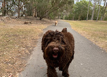 Robina Common Fenced Agility Dog Park