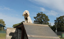 Robina Common Fenced Agility Dog Park