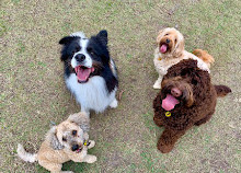 Robina Common Fenced Agility Dog Park