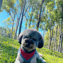 Robina Common Fenced Agility Dog Park