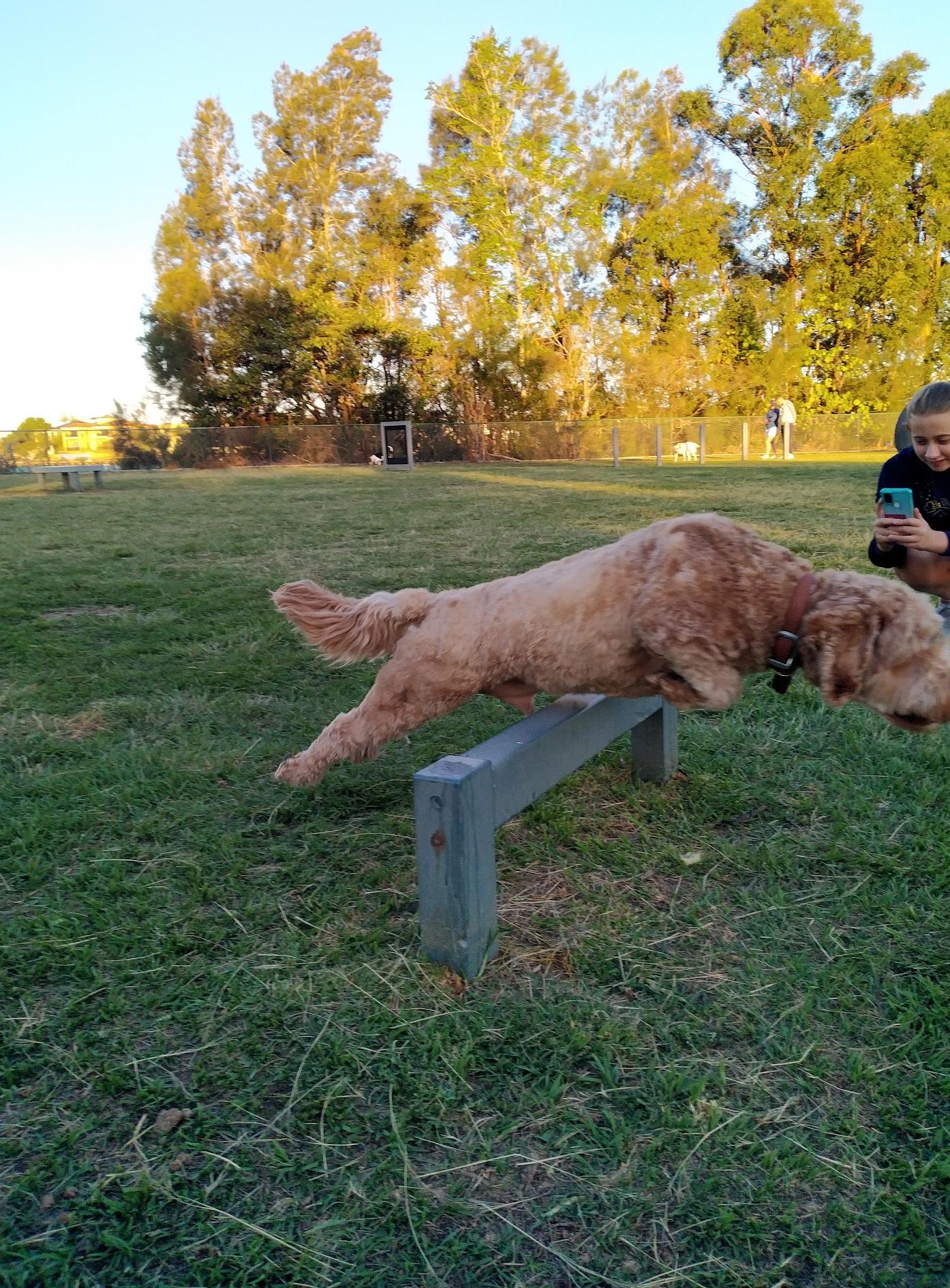 Robina Parkway Fenced Agility Dog Park