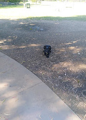 Robina Parkway Fenced Agility Dog Park