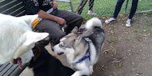 Robina Parkway Fenced Agility Dog Park