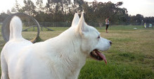 Robina Parkway Fenced Agility Dog Park