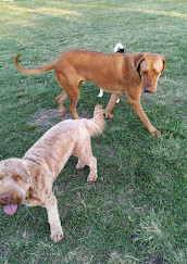 Robina Parkway Fenced Agility Dog Park