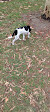 Robina Parkway Fenced Agility Dog Park