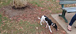 Robina Parkway Fenced Agility Dog Park