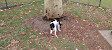 Robina Parkway Fenced Agility Dog Park