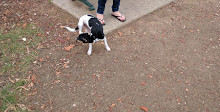 Robina Parkway Fenced Agility Dog Park