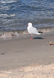 Le parc de la plage Old Sea Wall