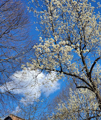 Cobble Hill Park