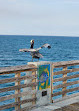 Pompano Beach Fisher Family Pier